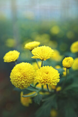 Yellow marigold flower in garden	
