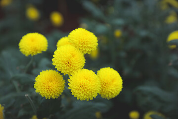 Yellow marigold flower in garden