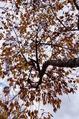 Autumn at Tieve Garden, Mount Macedon