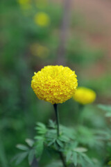 Yellow marigold flower in garden
