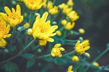 Naklejka na ściany i meble Yellow marigold flower in garden 