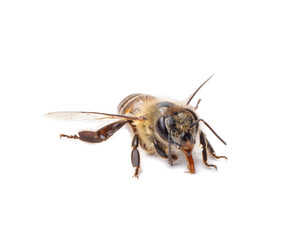 Honey bee isolate on white banner background, bee products by organic natural ingredients concept