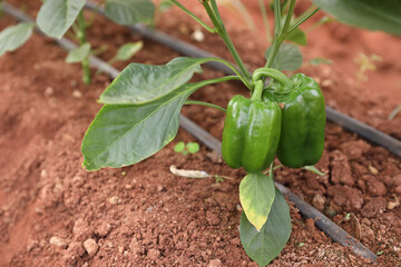 fresh capsicum or Green bell pepper plant  growing in  organic vegetable garden