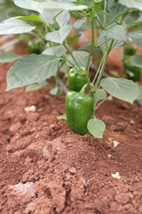 fresh capsicum or Green bell pepper plant  growing in  organic vegetable garden