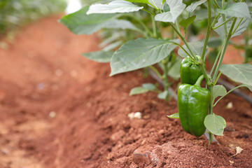 fresh capsicum or Green bell pepper plant growing in organic vegetable garden	
