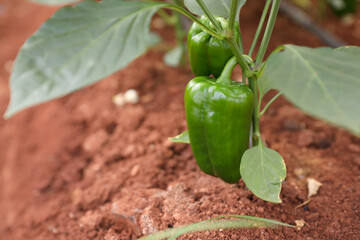 fresh capsicum or Green bell pepper plant growing in organic vegetable garden	
