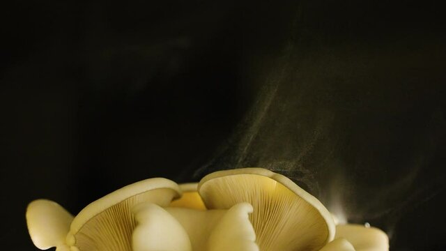 Golden oyster mushrooms releasing spores.