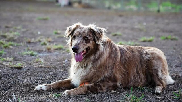 Australian Shepard laying down looks at camera.
