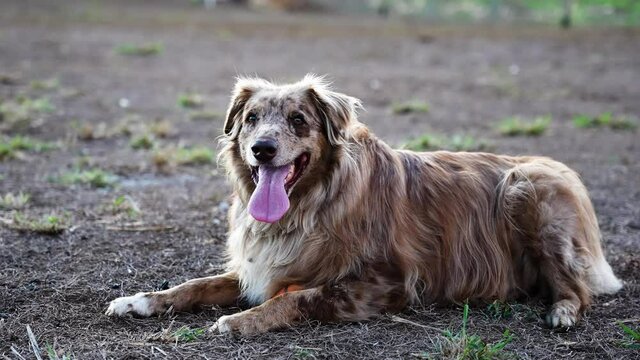 Australian Shepard laying down barks twice in slowmo.