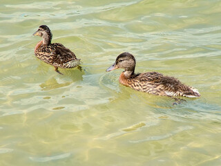 Two wild ducks swimming along the river