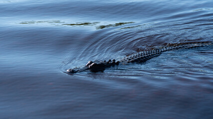 Alligator swimming 