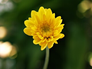Yellow flower with sunshine of Chrysanthemum ,Singapore daisy with soft focus in garden and blurred background ,macro image ,sweet color for card design