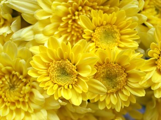 Yellow flower with sunshine of Chrysanthemum ,Singapore daisy with soft focus in garden and blurred background ,macro image ,sweet color for card design