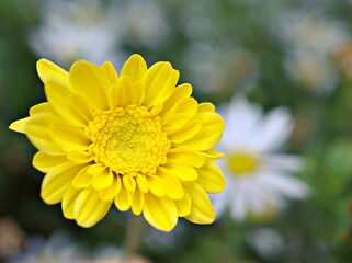 Yellow flower with sunshine of Chrysanthemum ,Singapore daisy with soft focus in garden and blurred background ,macro image ,sweet color for card design