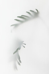 Blurred green palm leaves on off white background