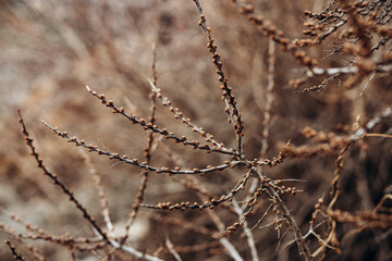 beautiful photo of a tree branch with buds in early spring.