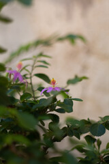 flowers in the garden