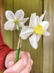 A bouquet of daffodils in the hands of a woman of advanced age