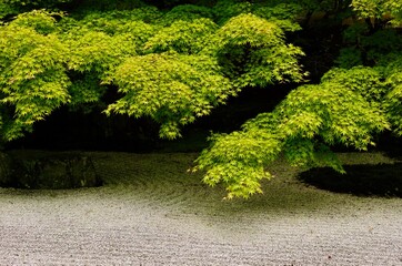 日本庭園の白い砂と緑色のモミジ