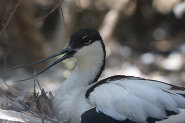 A pied avocet sitting on eggs in a nest (Recurvirostra avosetta) a large black and white wader in the avocet and stilt family