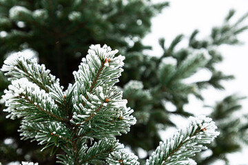 Minimalistic winter background. Snow-covered coniferous evergreen tree. Copy space. Selective focus.