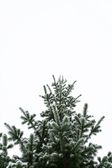 Minimalistic winter background. Snow-covered coniferous evergreen tree. Copy space. Selective focus.