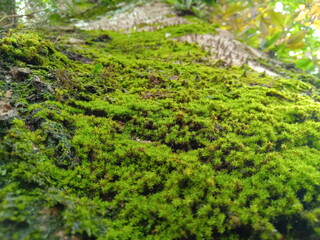 Obraz premium moss on a tree trunk