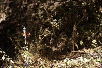 Mariposa Monarca