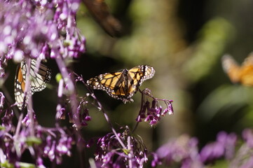 Mariposa Monarca