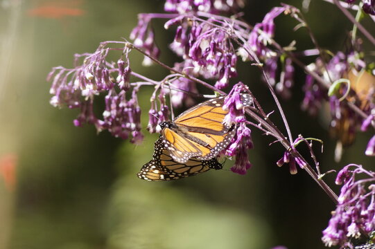 Mariposa Monarca