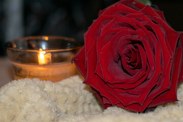 huge dark red velvet perfect rose, candle in the background, romantic style for women...