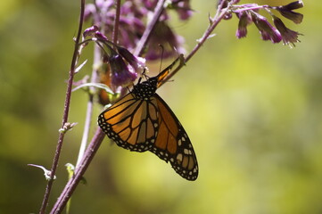 Mariposa Monarca