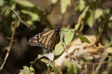 Mariposa Monarca