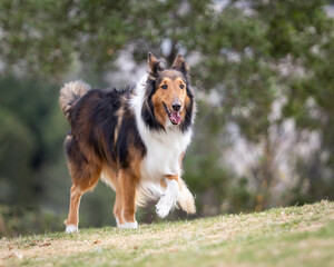 happy rough collie purebred dog walking in nature