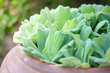 Fototapeta premium Water Lettuce floating on water in the thai terracotta jar. (Pistia stratiotes Linnaeus)