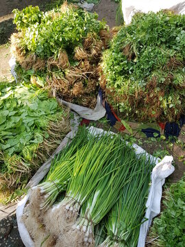 Green Vegetables in Indian Vegetable market