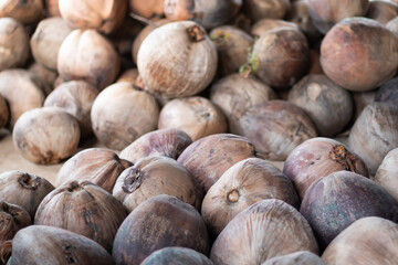 Pile of mature coconuts. Dried brown coconuts on the ground.