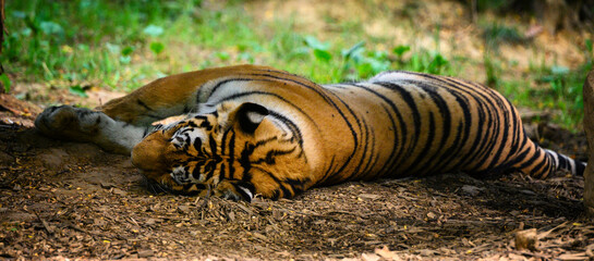 Fototapeta na wymiar Tiger lying on the ground.