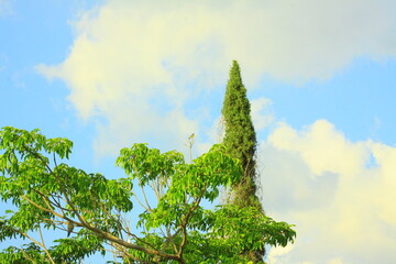 hermoso pájaro luis gordicuello amarillo con negro en el árbol y el cielo azul de fondo 