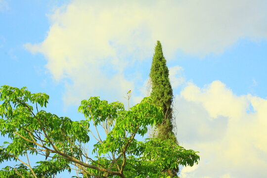 hermoso pájaro luis gordicuello amarillo con negro en el árbol y el cielo azul de fondo 