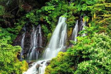 Fototapeta na wymiar オタカラコウ咲く吐竜の滝
