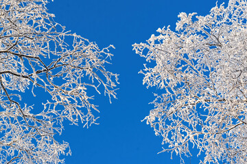 The tree branches are covered with frost against the blue sky. Beautiful winter landscape,...