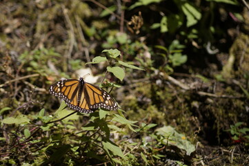 Mariposa Monarca