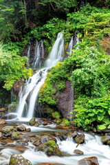 オタカラコウ咲く吐竜の滝