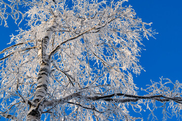 The tree branches are covered with frost against the blue sky. Beautiful winter landscape,...