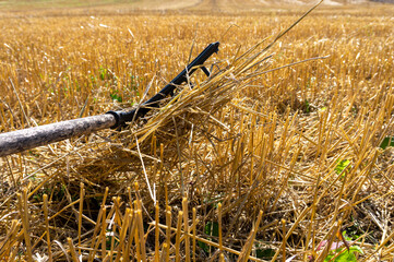 Rustic rake in a harvested field of wheat