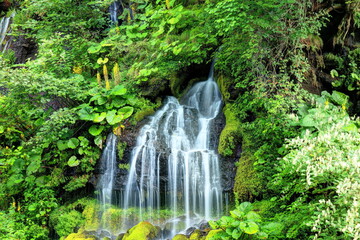オタカラコウ咲く吐竜の滝