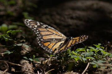 Mariposa Monarca