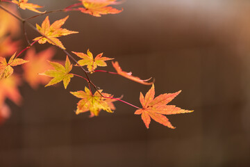 赤く色づいたもみじ