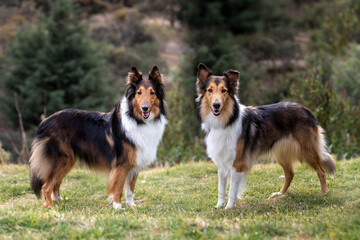 Fototapeta na wymiar two beautiful long haired rough collie dogs in nature setting